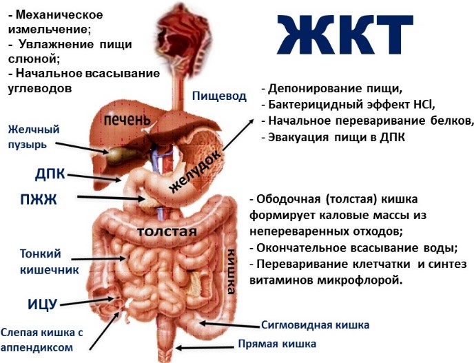 http://hakmedical.kz/upload/userfiles/images/zhkt.jpg